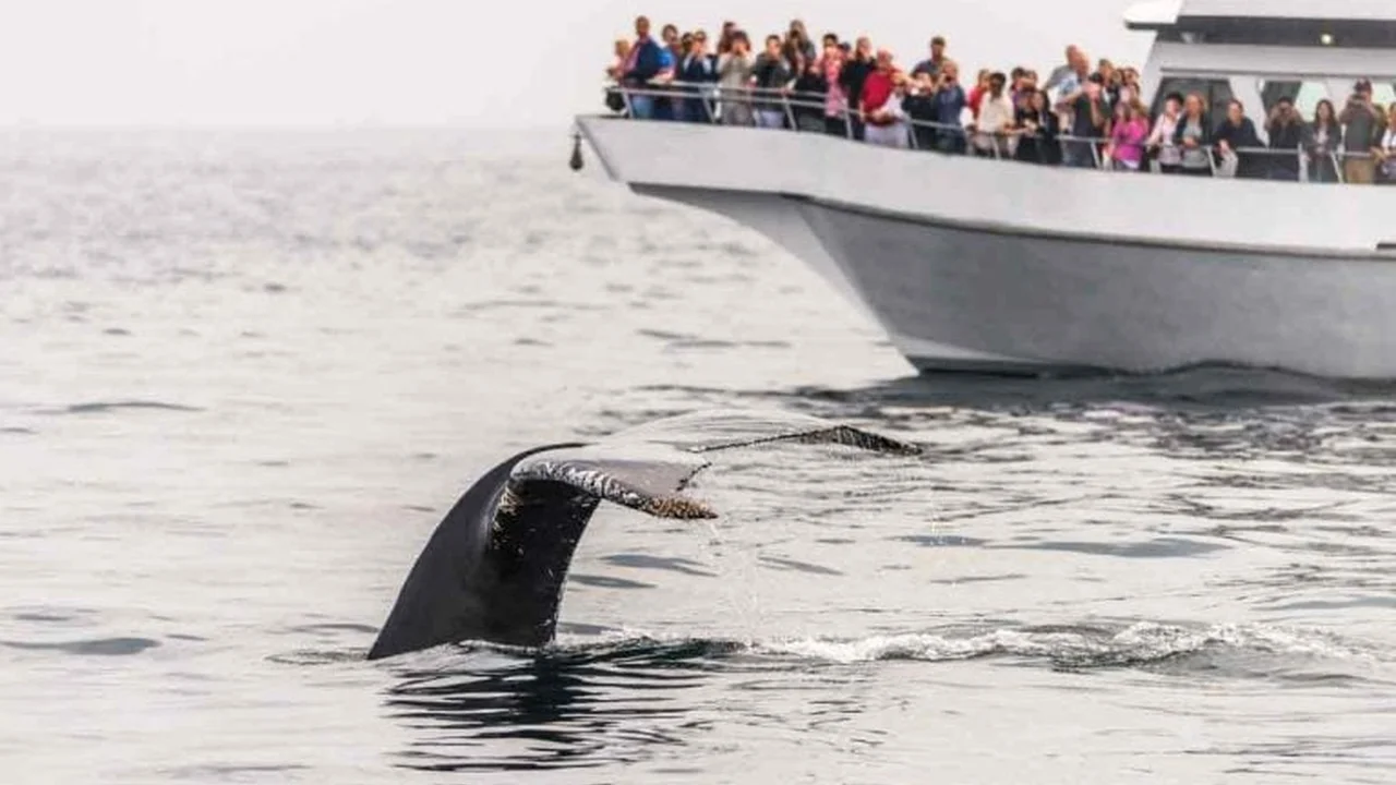 Close up on a plate of mashed potatoes, topped with baked pork chops with cream of mushroom soup, and a side of green beans.
